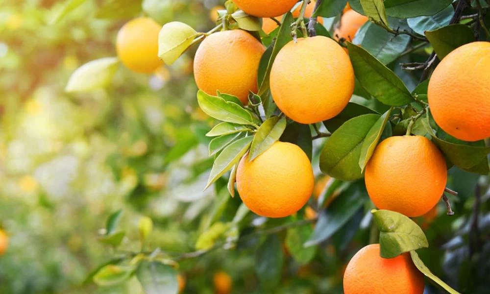 Αύξηση στις πωλήσεις πορτοκαλιών λόγω... κορονοϊού!